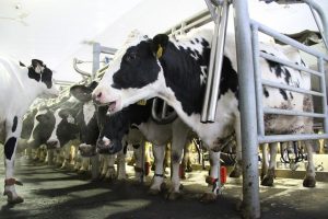 efectos de las hormonas de la leche de vaca