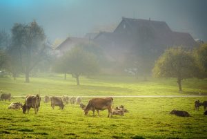 beneficios del ganado de pastura