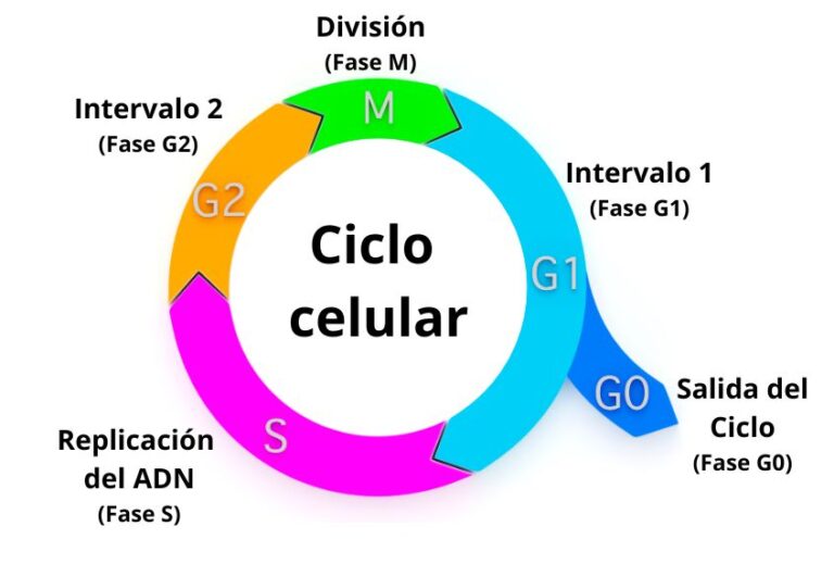 características de las células cancerosas