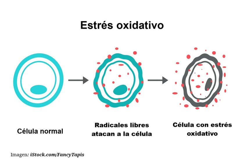 Qué son los radicales libres