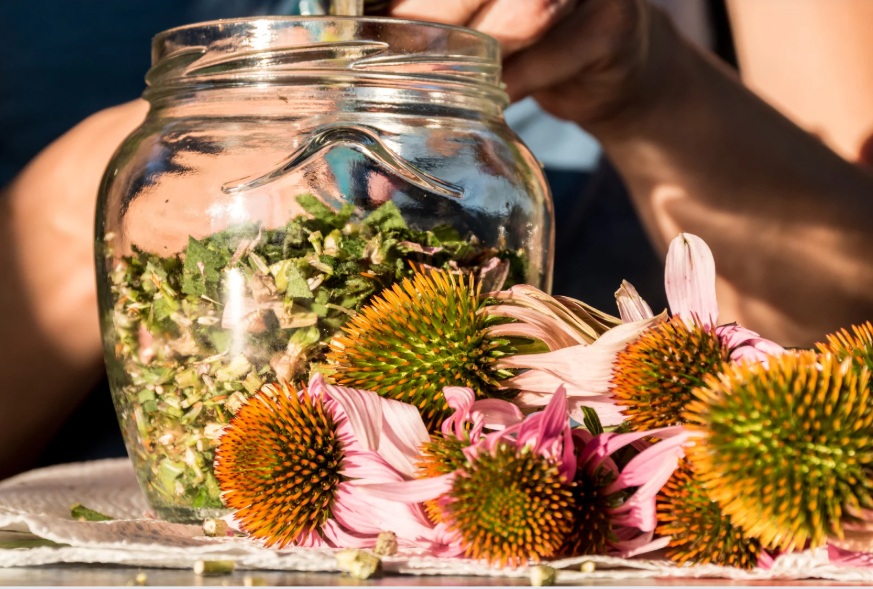 beneficios de la echinácea